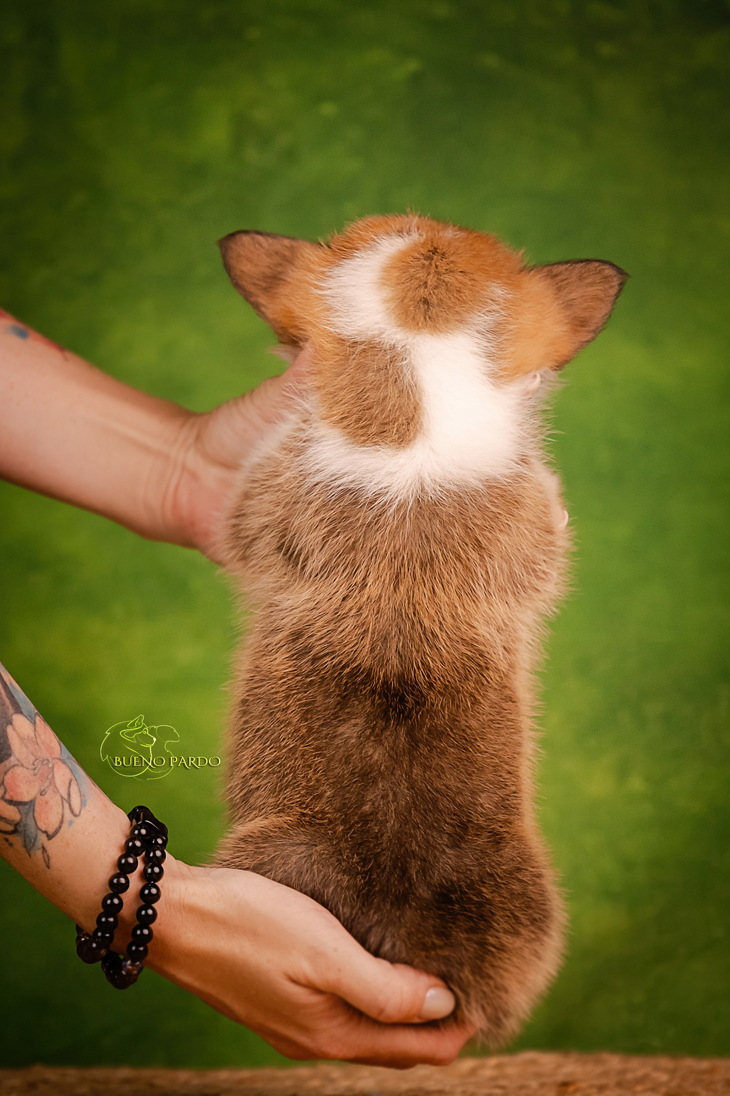 Щенки вельш корги пемброк из питомника. Питомник собак Акита, Хаски, Корги