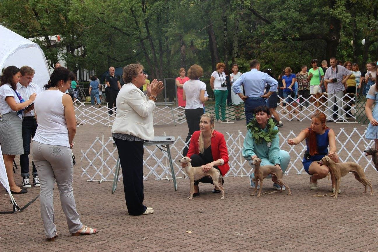 Организация монопородной выставки. Профессиональный питомник левреток РКФ/FCI ASTI SAPPHIRE 💎 Сочи|Санкт-Петербург