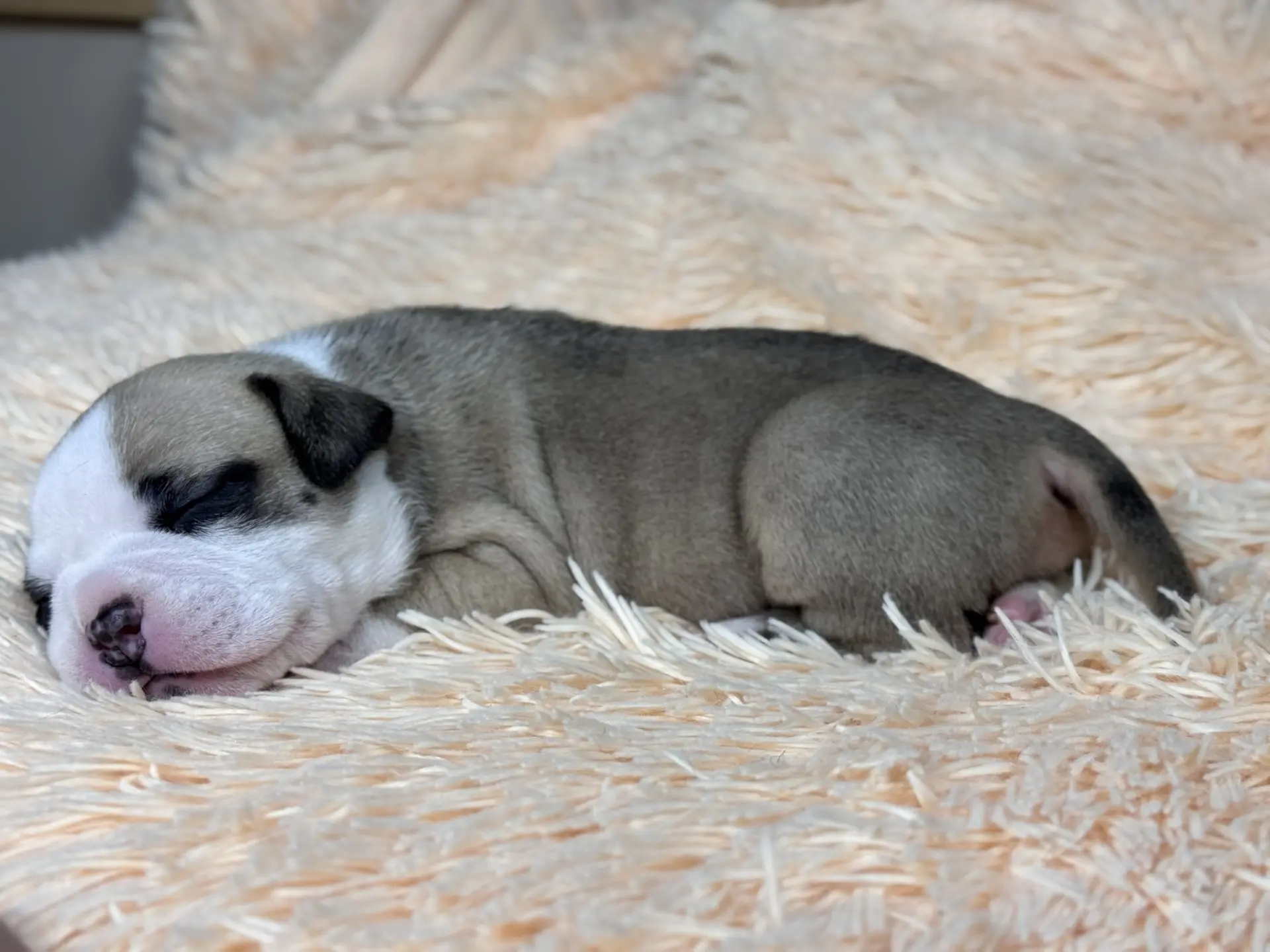 Свободные щенки Американский Булли стандарт и Свободные щенки Американский Булли классик. Американский Булли в г. Ростов-на-Дону. Питомник THE POWER OF SIBERIA
