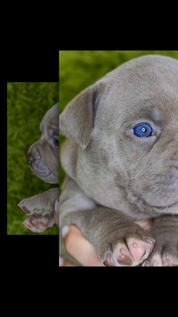 Дети Локомотива. ПИТОМНИК СОБАК ПОРОДЫ АМЕРИКАНСКИЙ БУЛЛИ