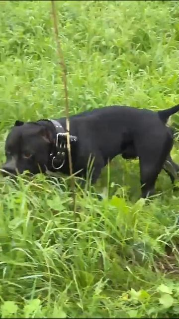 Дети Вела. ПИТОМНИК СОБАК ПОРОДЫ АМЕРИКАНСКИЙ БУЛЛИ