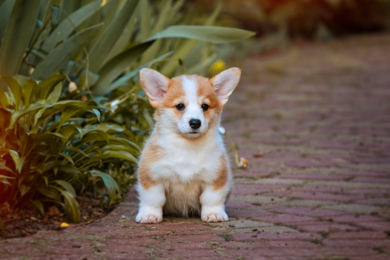 Щенки вельш корги пемброк из питомника. Питомник собак Акита, Хаски, Корги