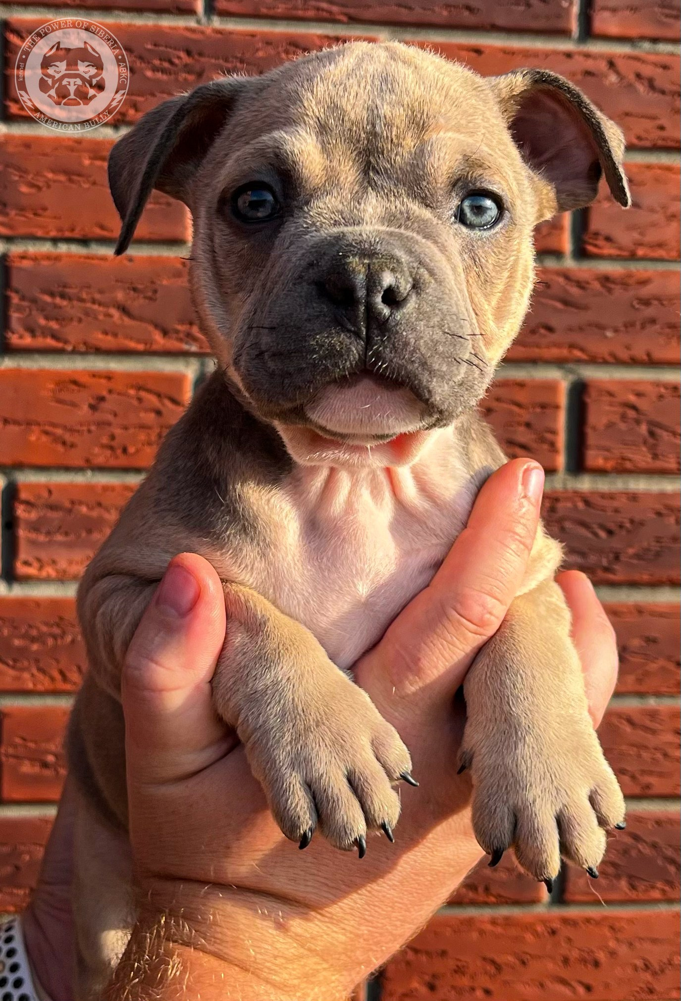 Помет Каспер и Тагира. 21.04.25. Американский Булли в г. Ростов-на-Дону. Питомник THE POWER OF SIBERIA