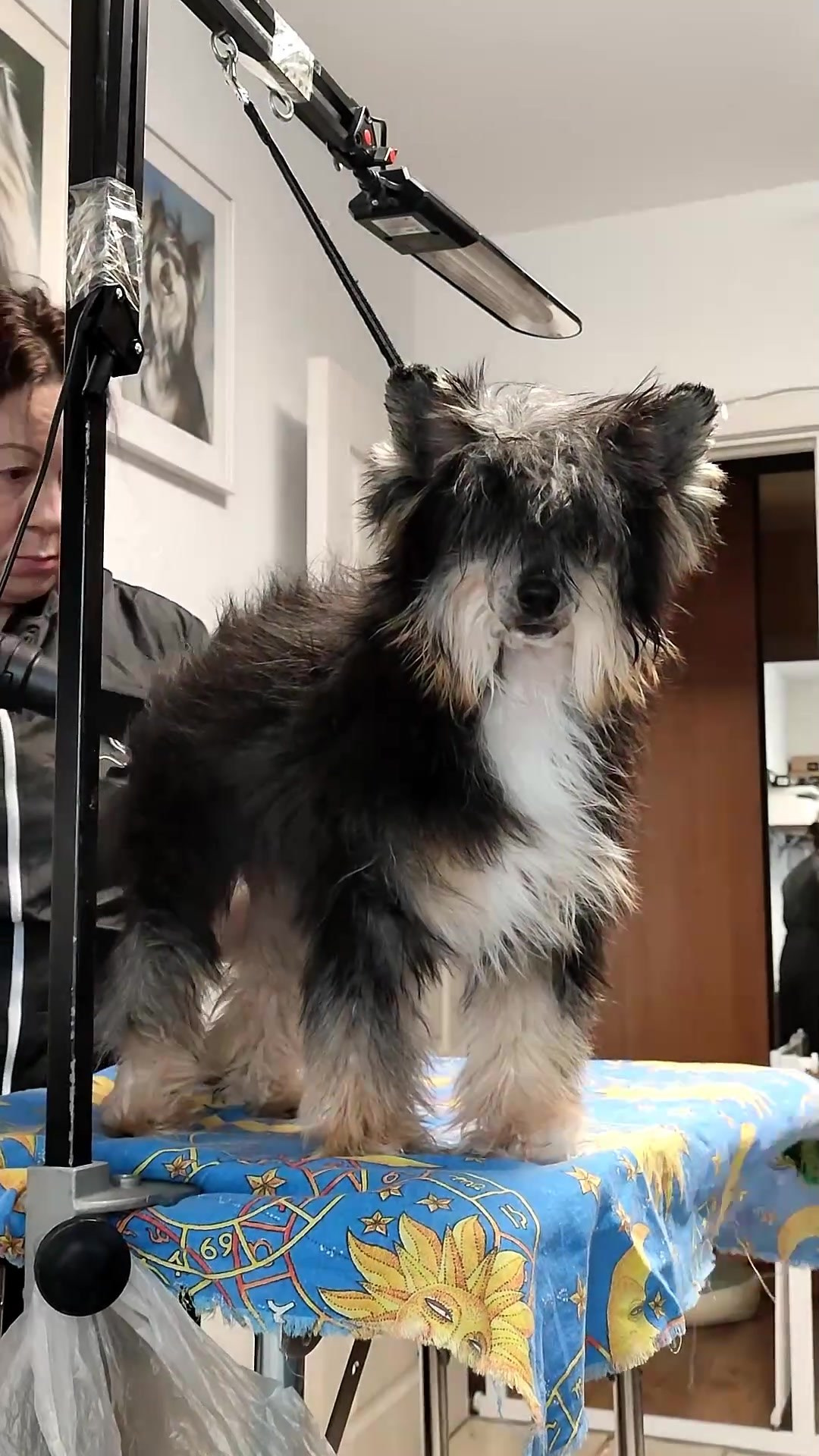 Нашей красавице Грэйсюше 7 месяцев. Питомник китайских хохлатых собак Poale Ell: купить щенка