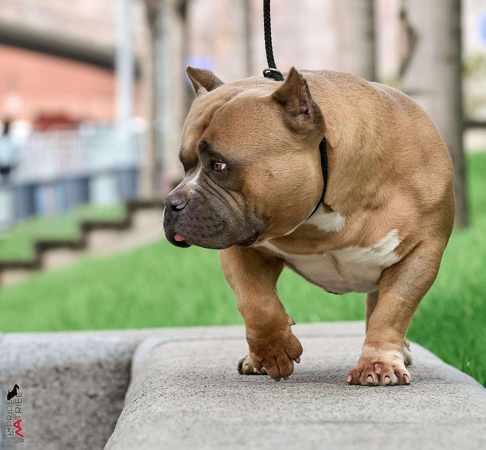 Родители Челси. ПИТОМНИК СОБАК ПОРОДЫ АМЕРИКАНСКИЙ БУЛЛИ