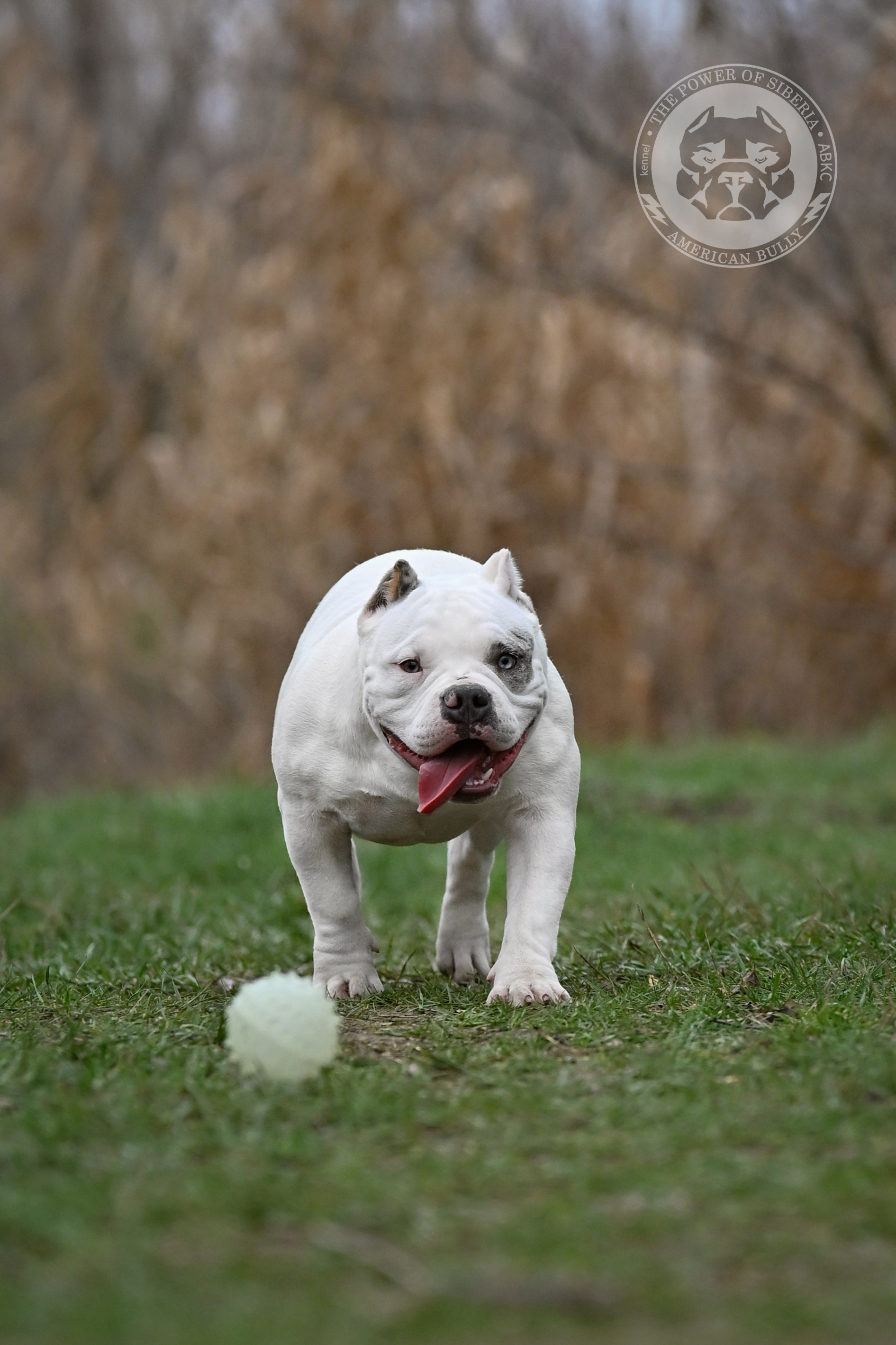 THE POWER OF SIBERIA ASYA. Американский Булли в г. Ростов-на-Дону. Питомник THE POWER OF SIBERIA