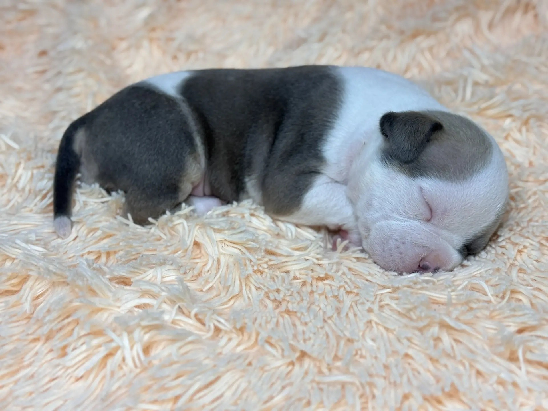 Щенки Американский булли. ПИТОМНИК СОБАК ПОРОДЫ АМЕРИКАНСКИЙ БУЛЛИ