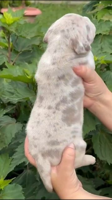 Дети Локомотива. ПИТОМНИК СОБАК ПОРОДЫ АМЕРИКАНСКИЙ БУЛЛИ