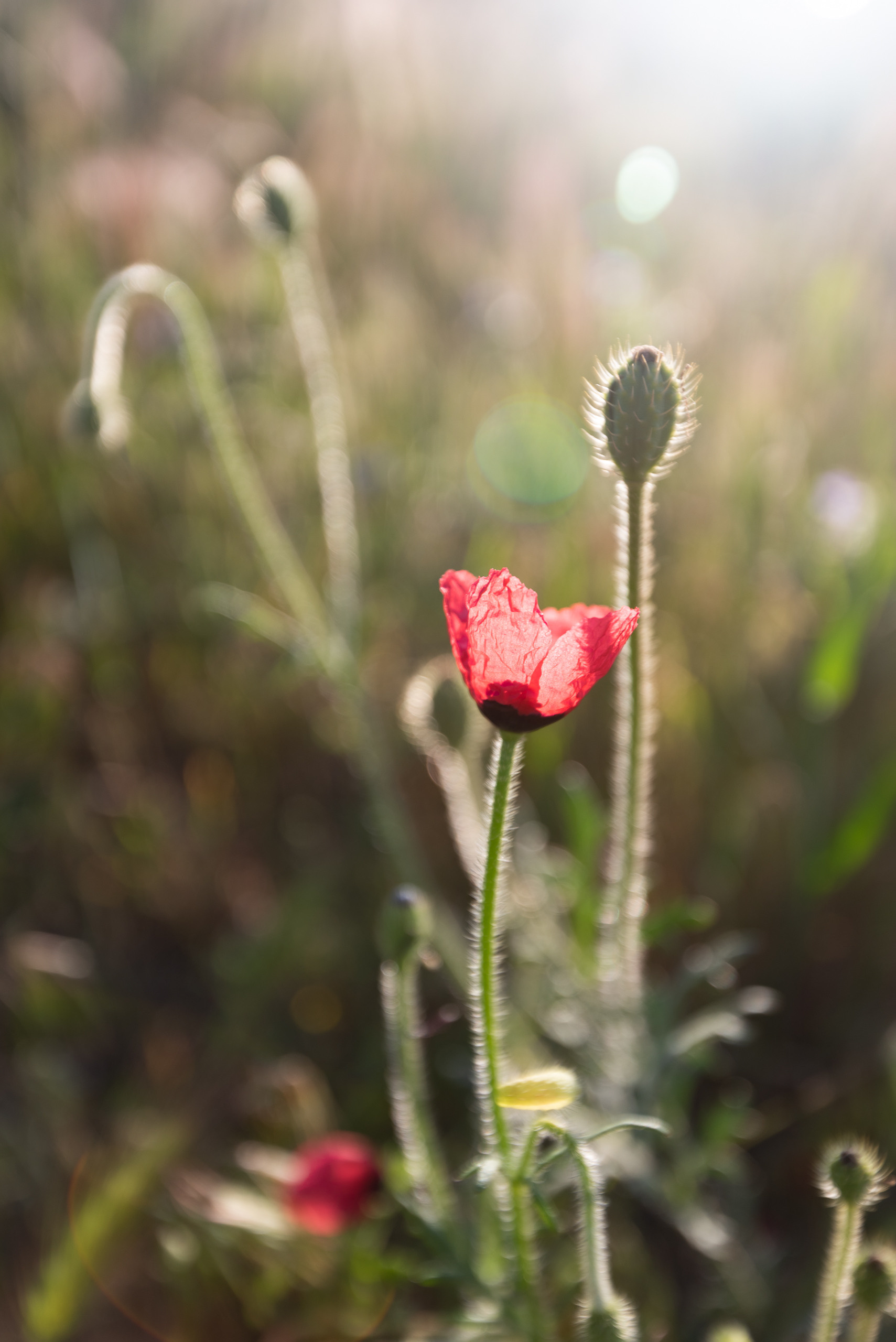 Крым. Портретный фотограф Белград Матвей Кармаков