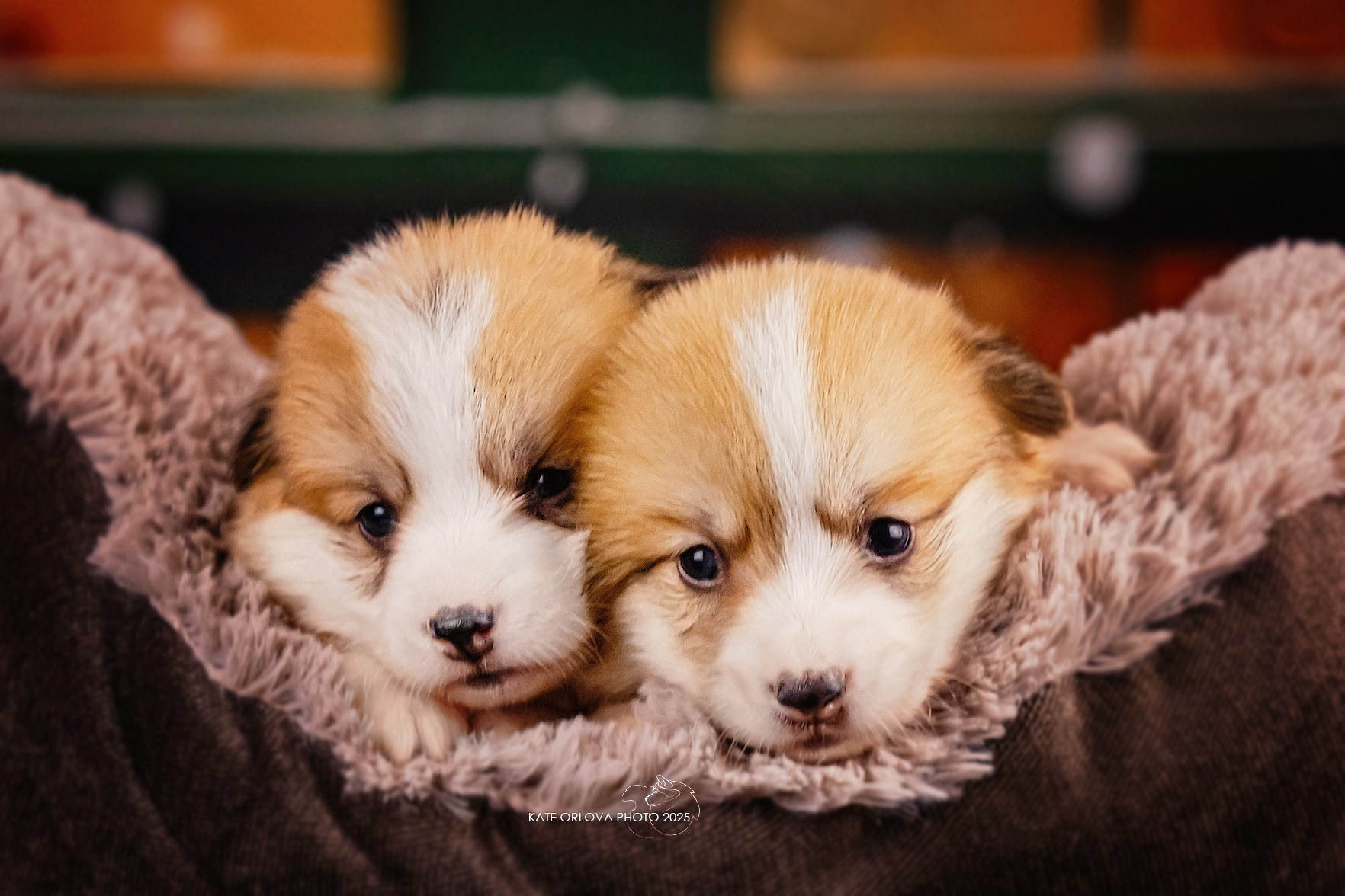 А — Кола и Цесей. Kawaii Kuma питомник собак пород Корги пемброк, Акита ину, Сиба