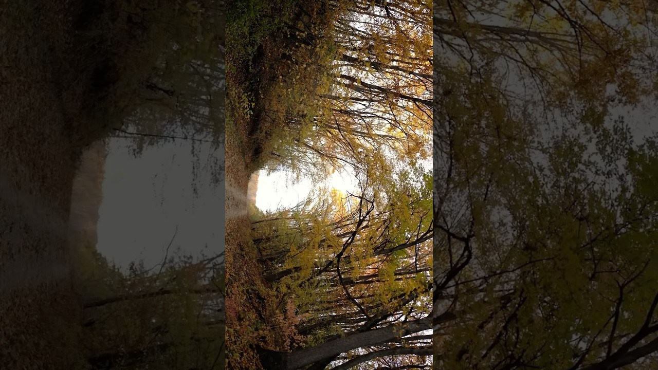 Film. Фотограф и видеограф Елена Хмелевская