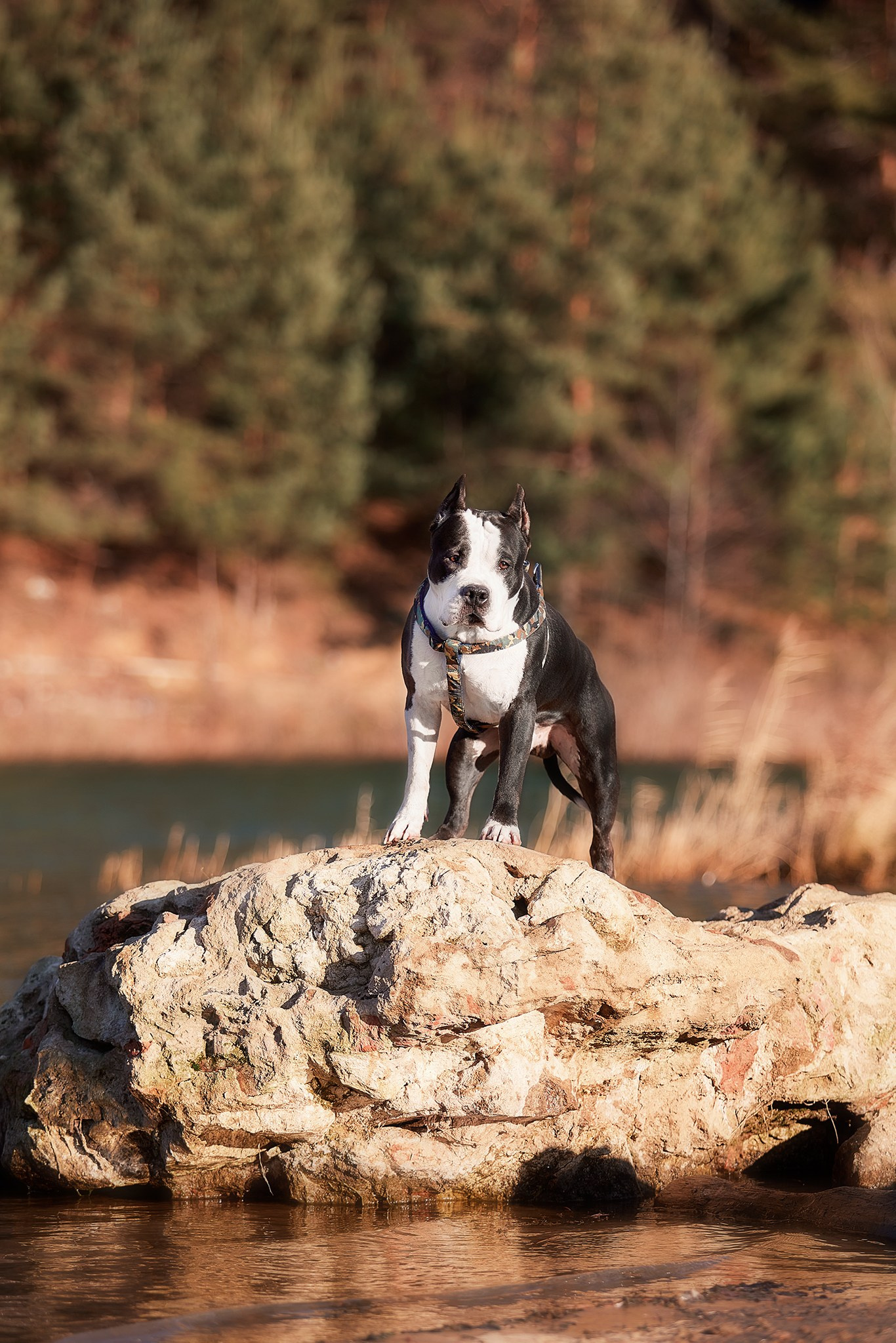 Фотограф-анималист в Москве Евгения Старостина