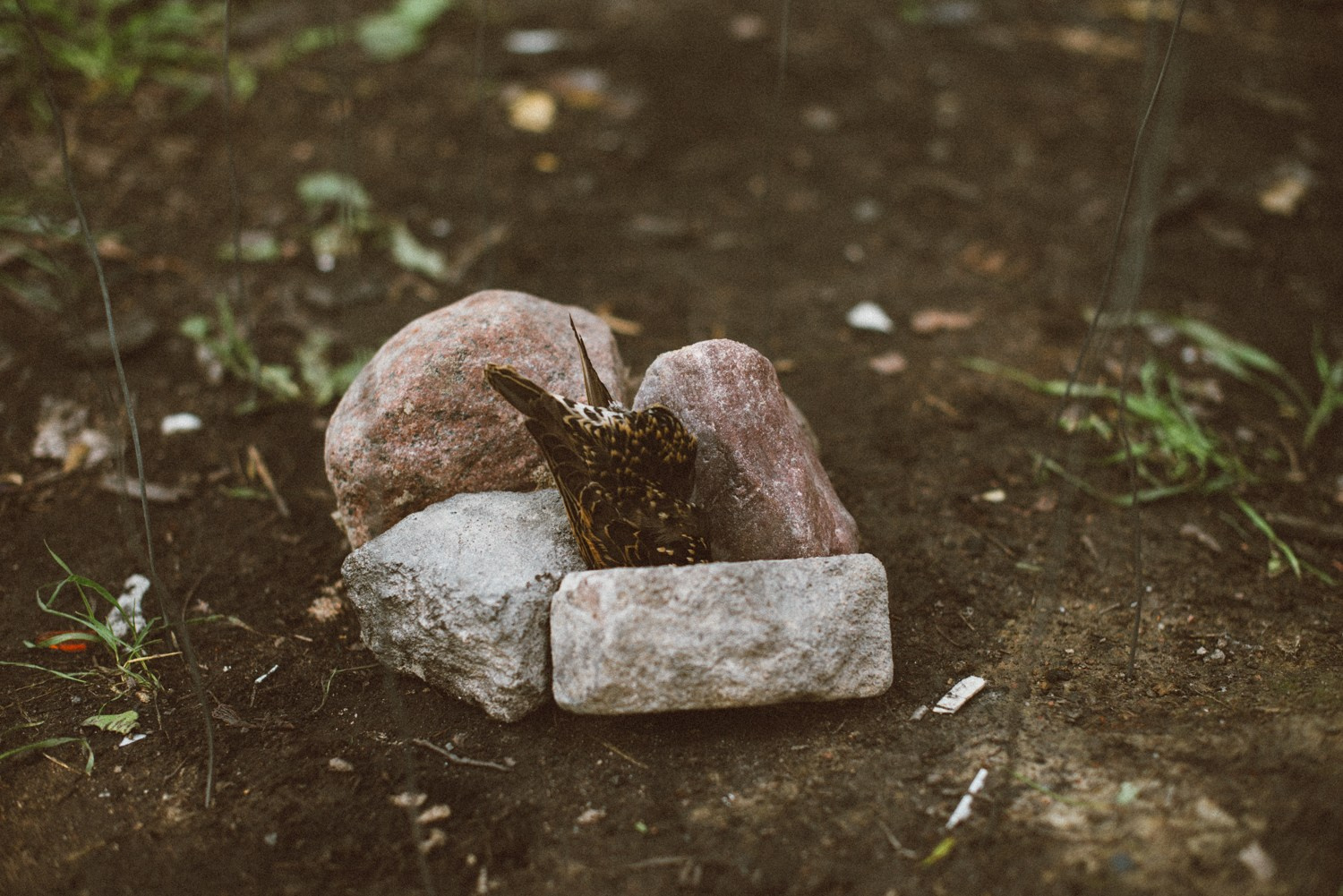 Красненькая Биеннале 2021