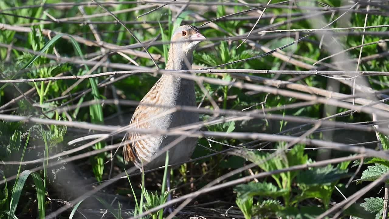 Коростель. Видеозарисовка. Wildlife photography by Sergey Puponin