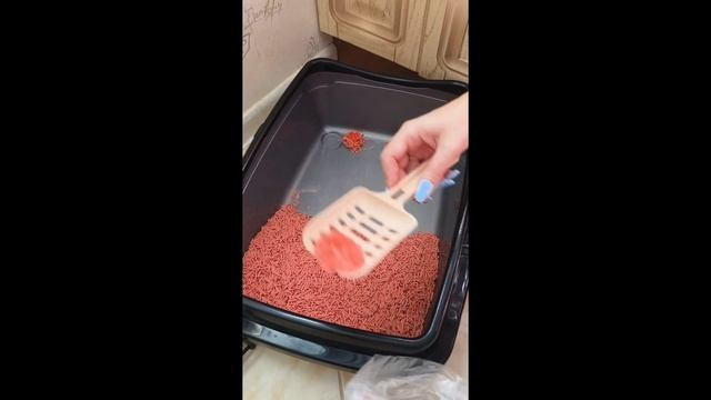 Как подготовиться к переезду котенка. Питомник рэгдолл Loyal Adore