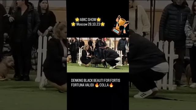 Булли покет сука Кола. ПИТОМНИК СОБАК ПОРОДЫ АМЕРИКАНСКИЙ БУЛЛИ