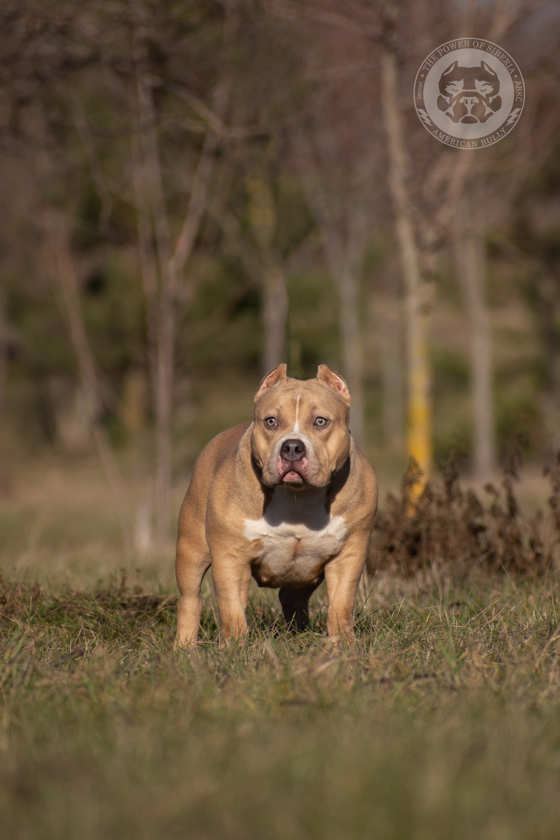 купить щенка Американского Булли в Ставрополе