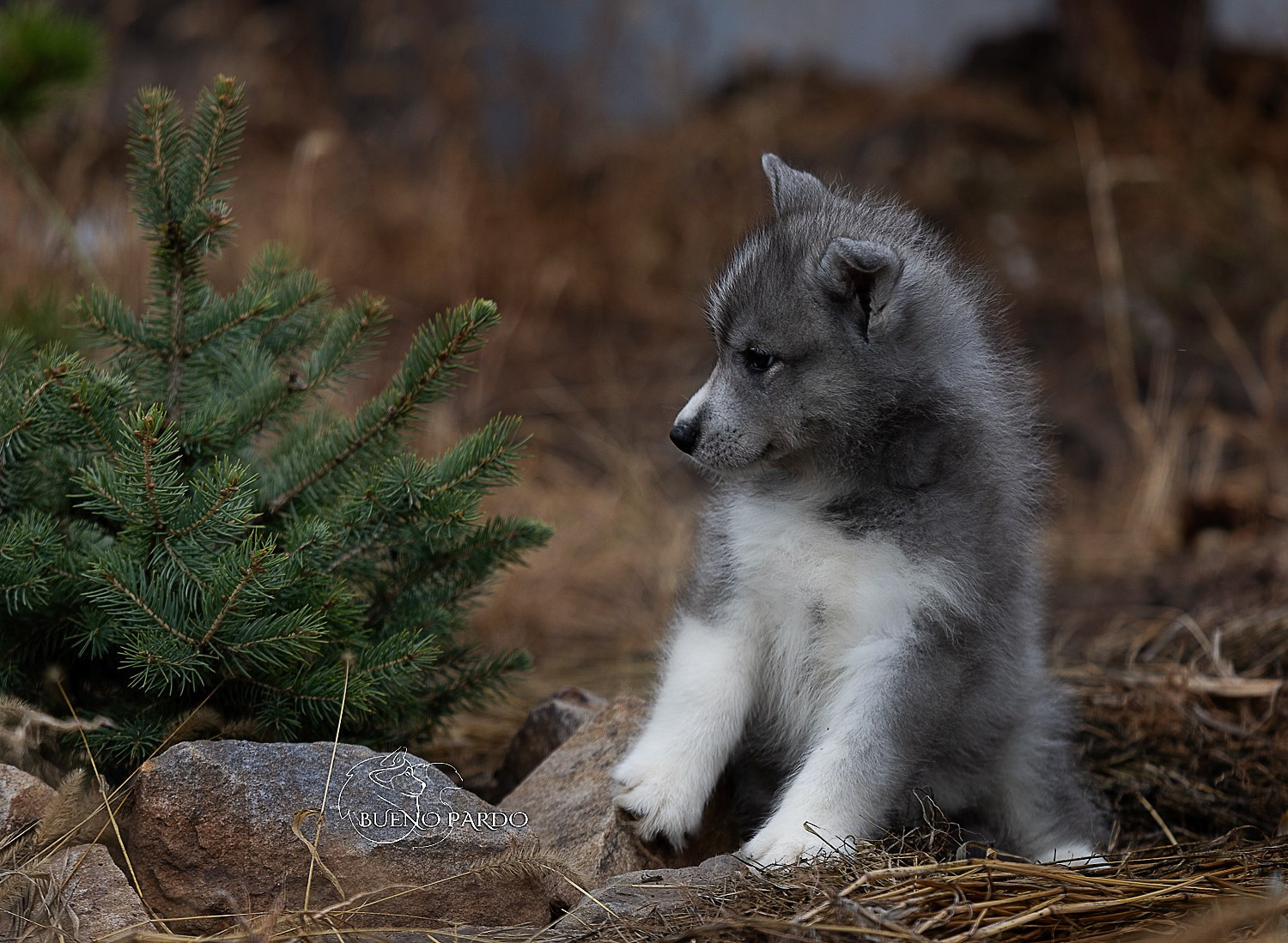 Щенки сибирского хаски из питомника. Питомник собак Акита, Хаски, Корги