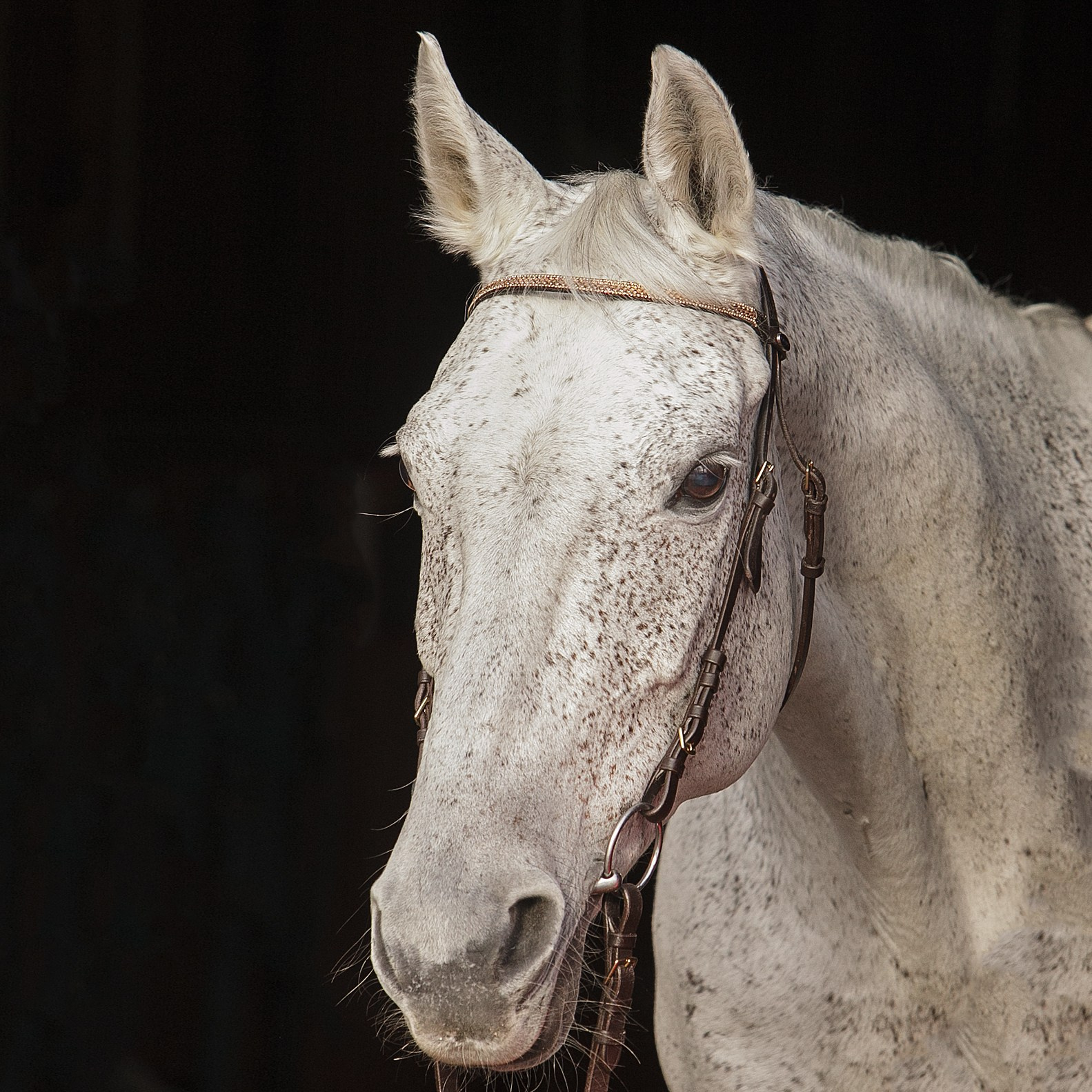 Анималистика