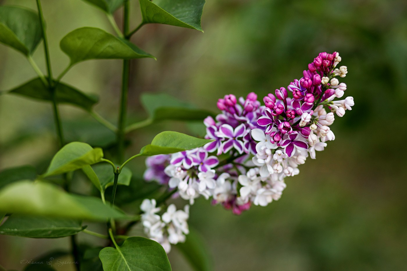 Сирень Колесникова