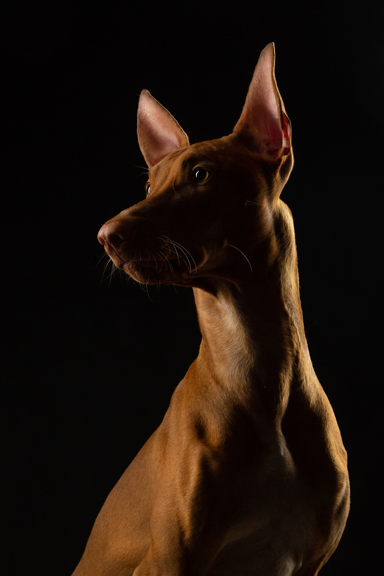 Предметный фотограф Анна Мандрикян. Предметный фотограф в Ростове-на-Дону. Фотограф Анна Мандрикян