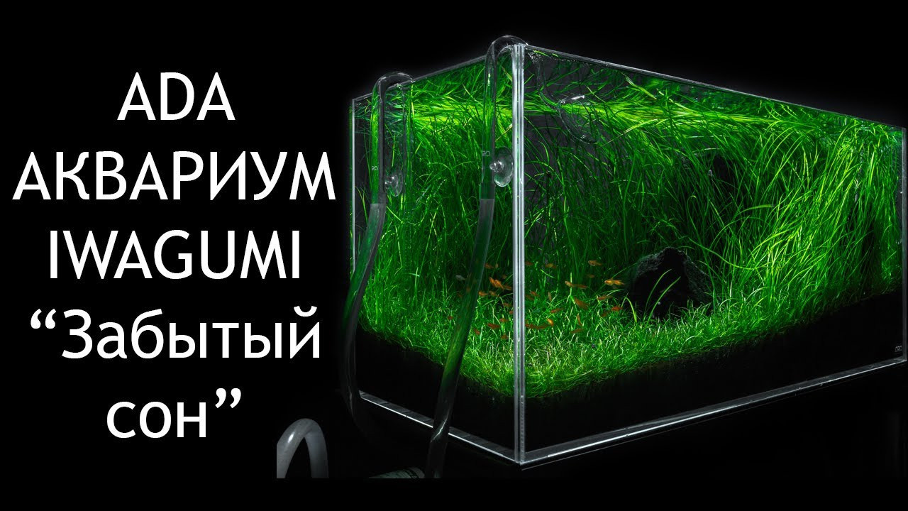 Проект Формы жизни. Home