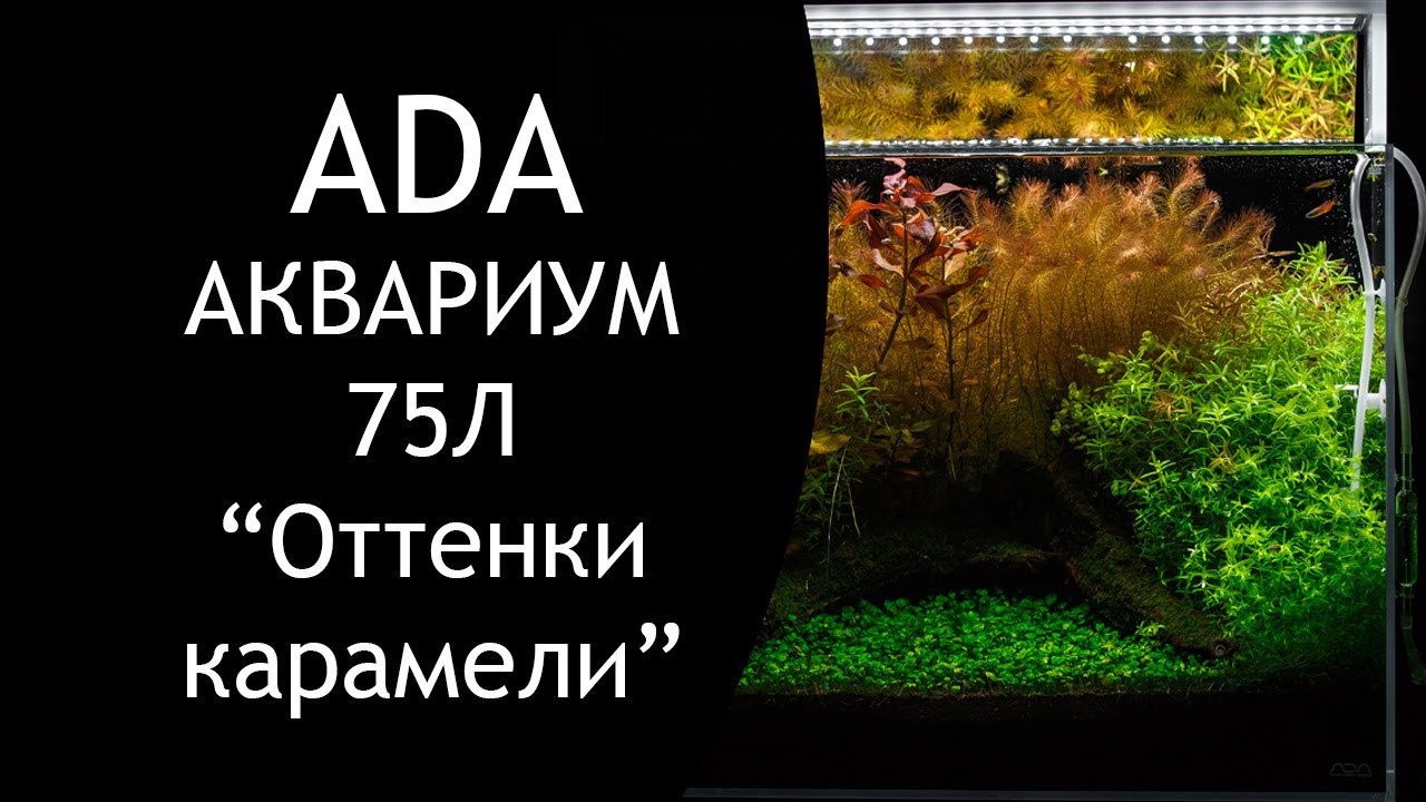 Проект Формы жизни. Home