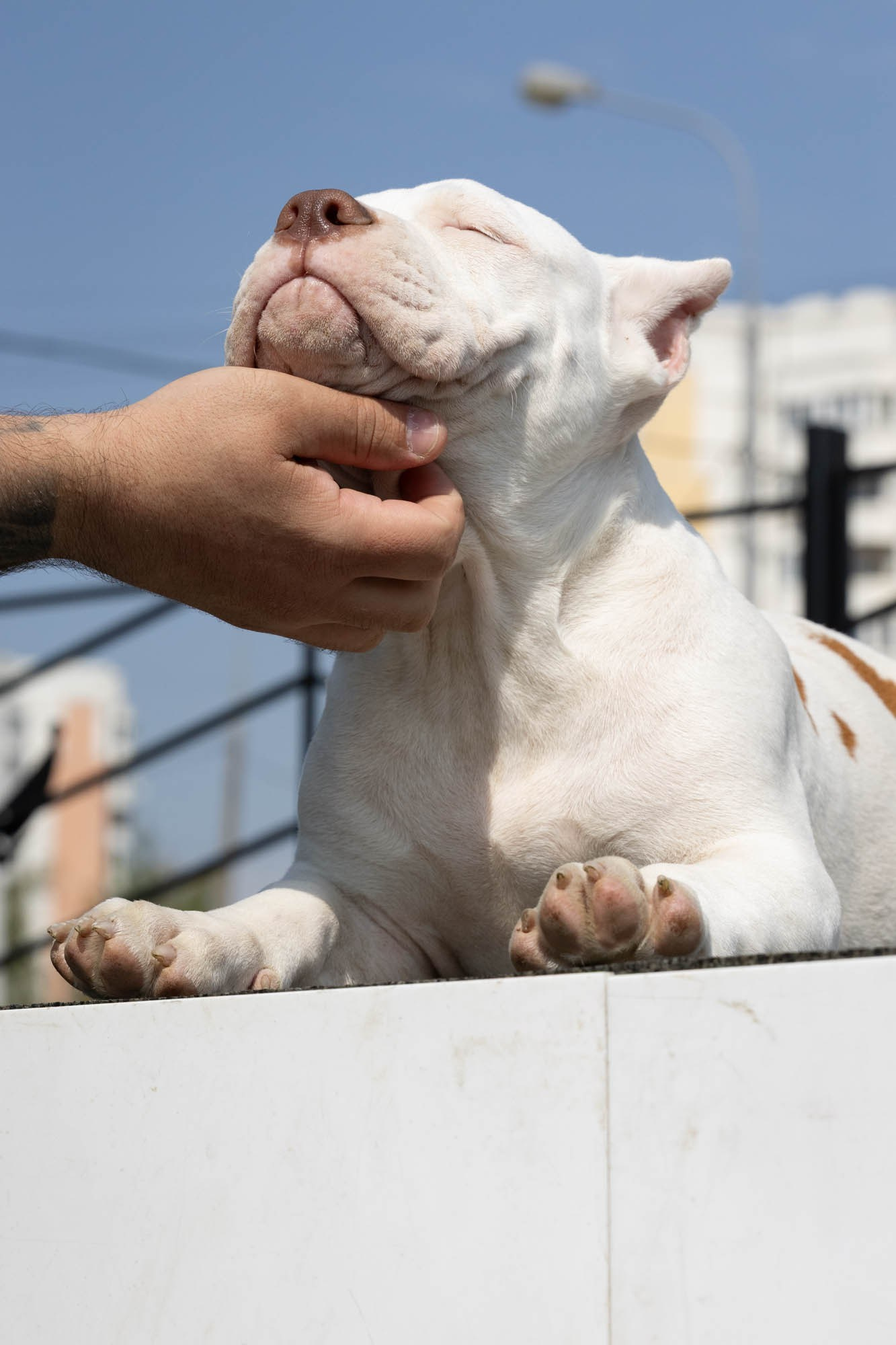 Щенки. Виктория Михайловская. Фотограф-анималист. Москва