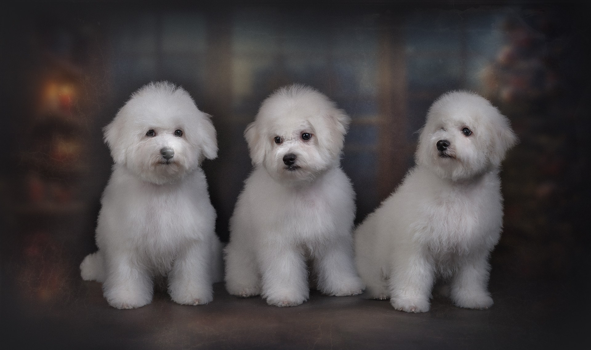 Новости. Студия груминга Валерии Кравец