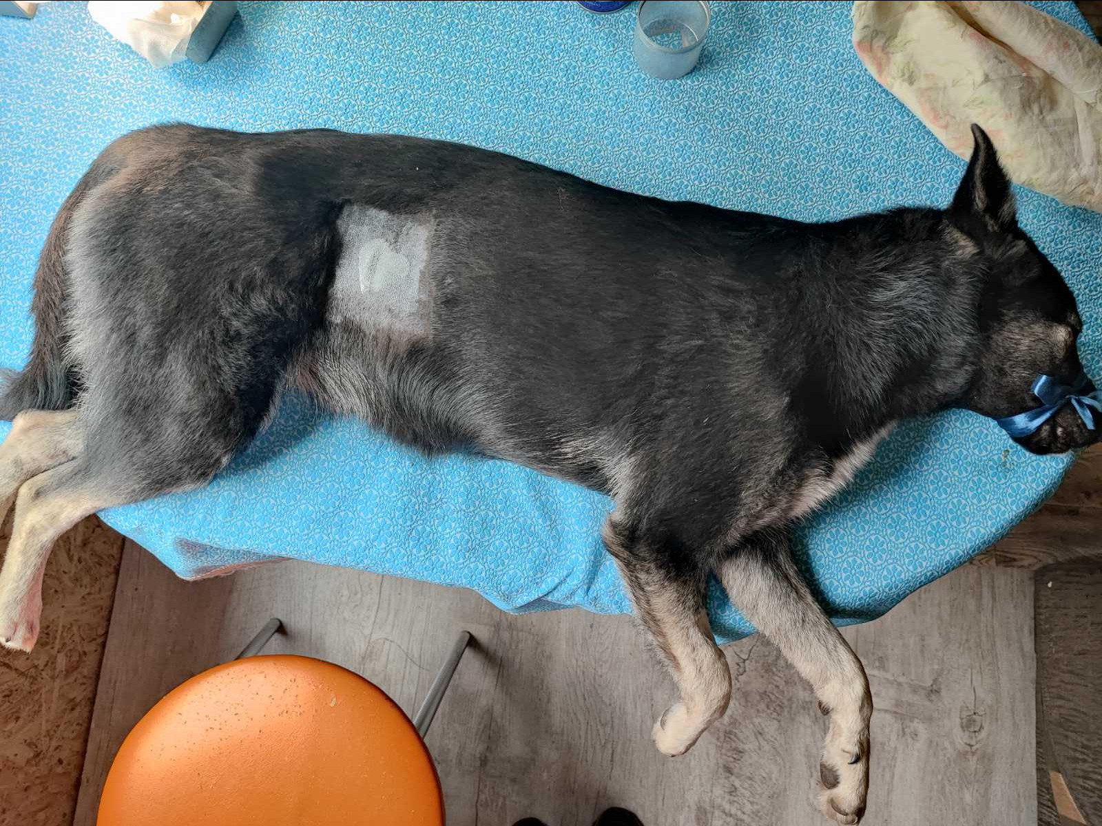 Благотворительность. НРОО КЦ "Собаковод"