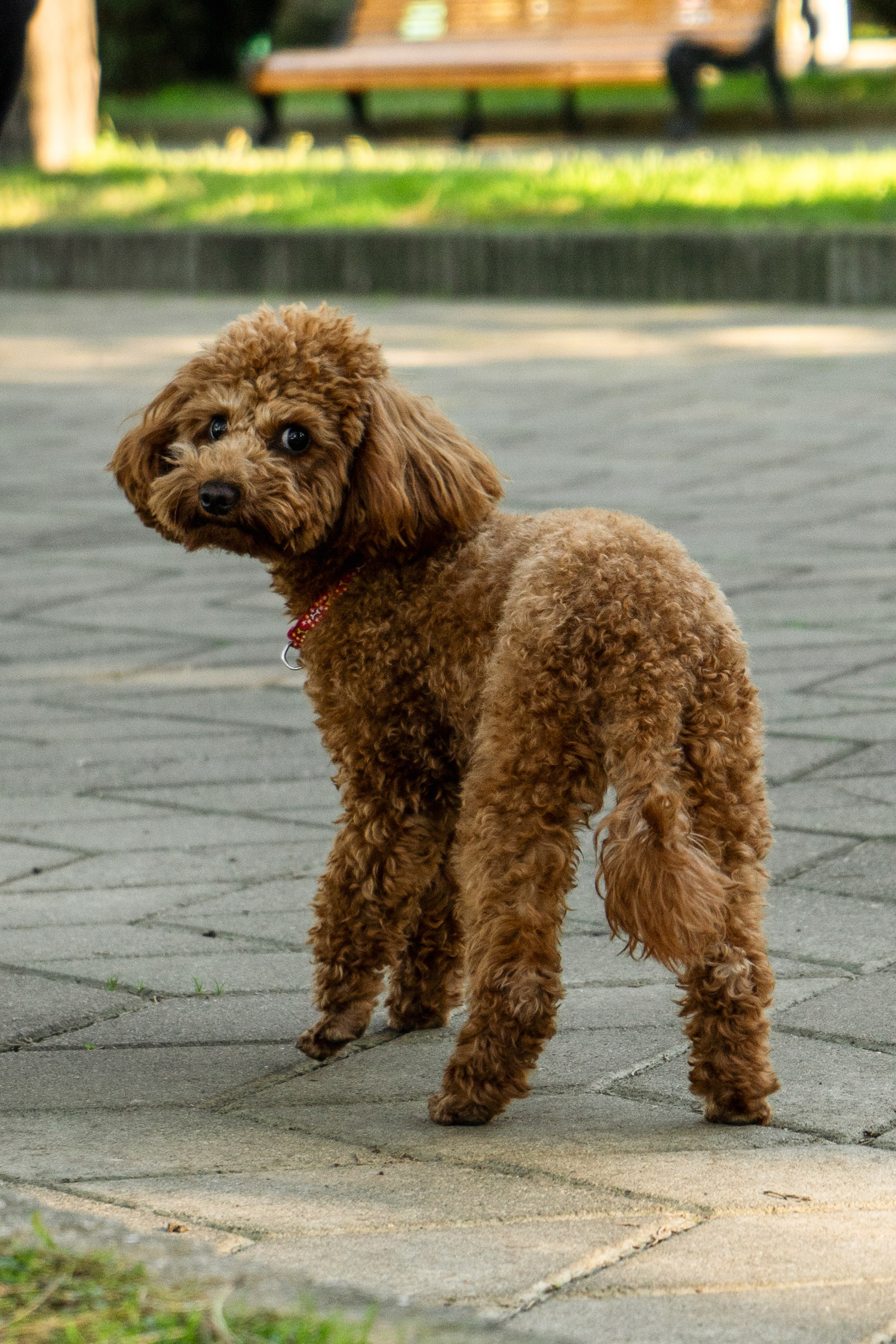 Pets. Makaroshkassirom — photographer in Minsk