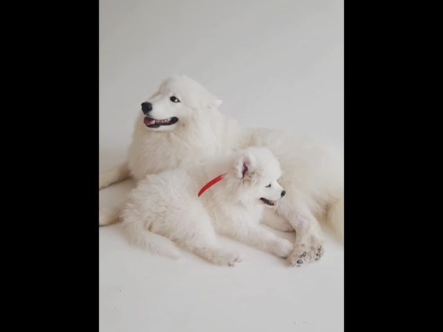 Помет «Р» 04.10.2023 д. р. Самоед Новосибирск