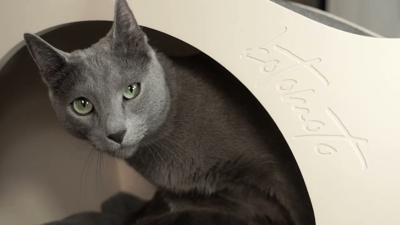 Видеоконтент. Gerf Prod