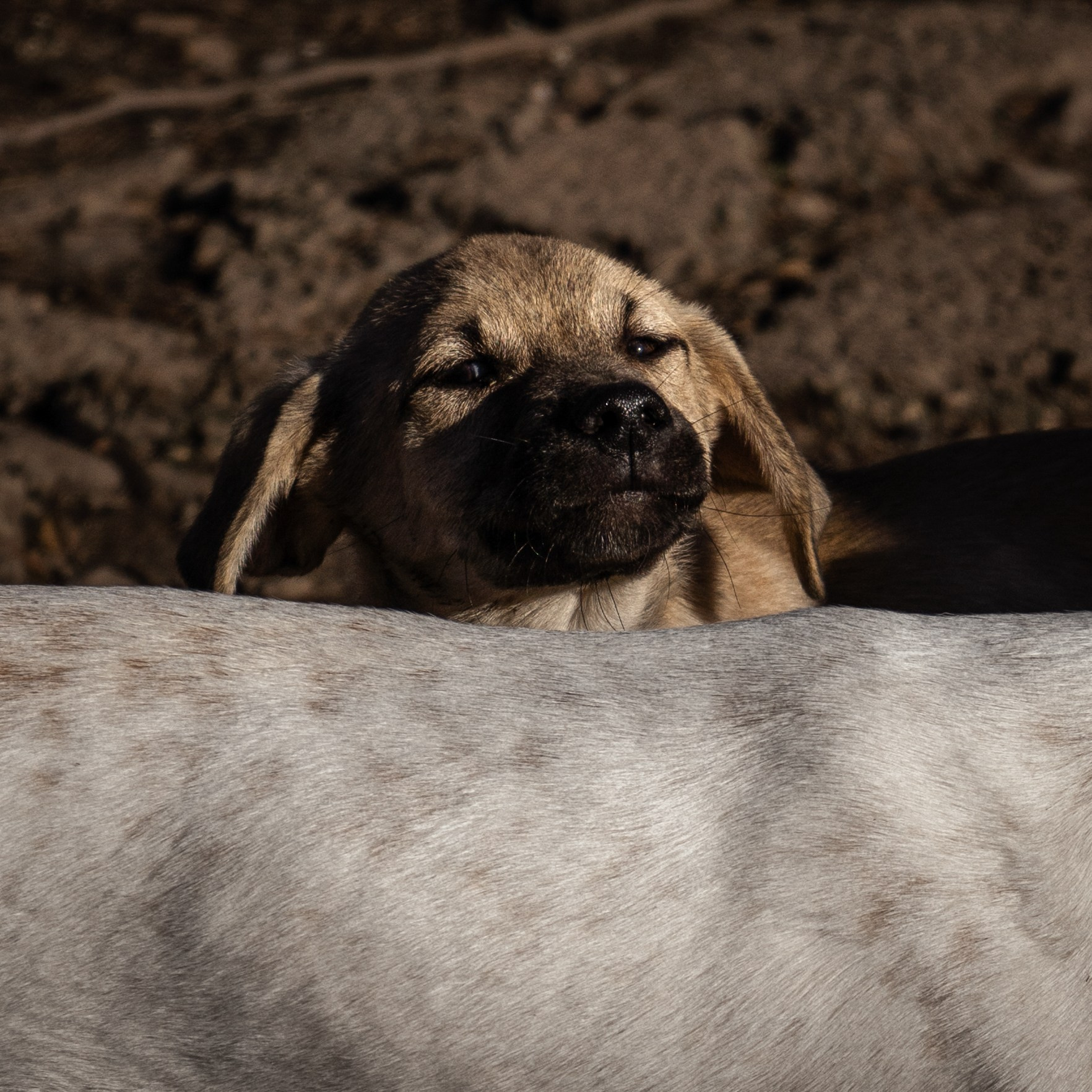 Pets. Makaroshkassirom — photographer in Minsk