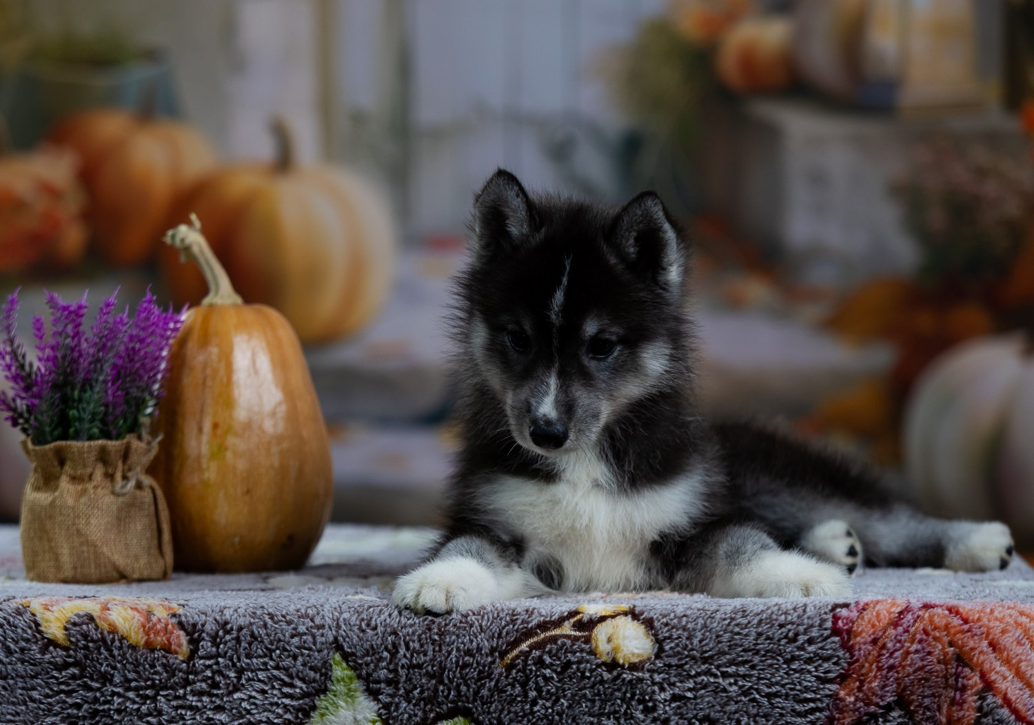 Щенки сибирского хаски из питомника. Питомник собак Акита, Хаски, Корги