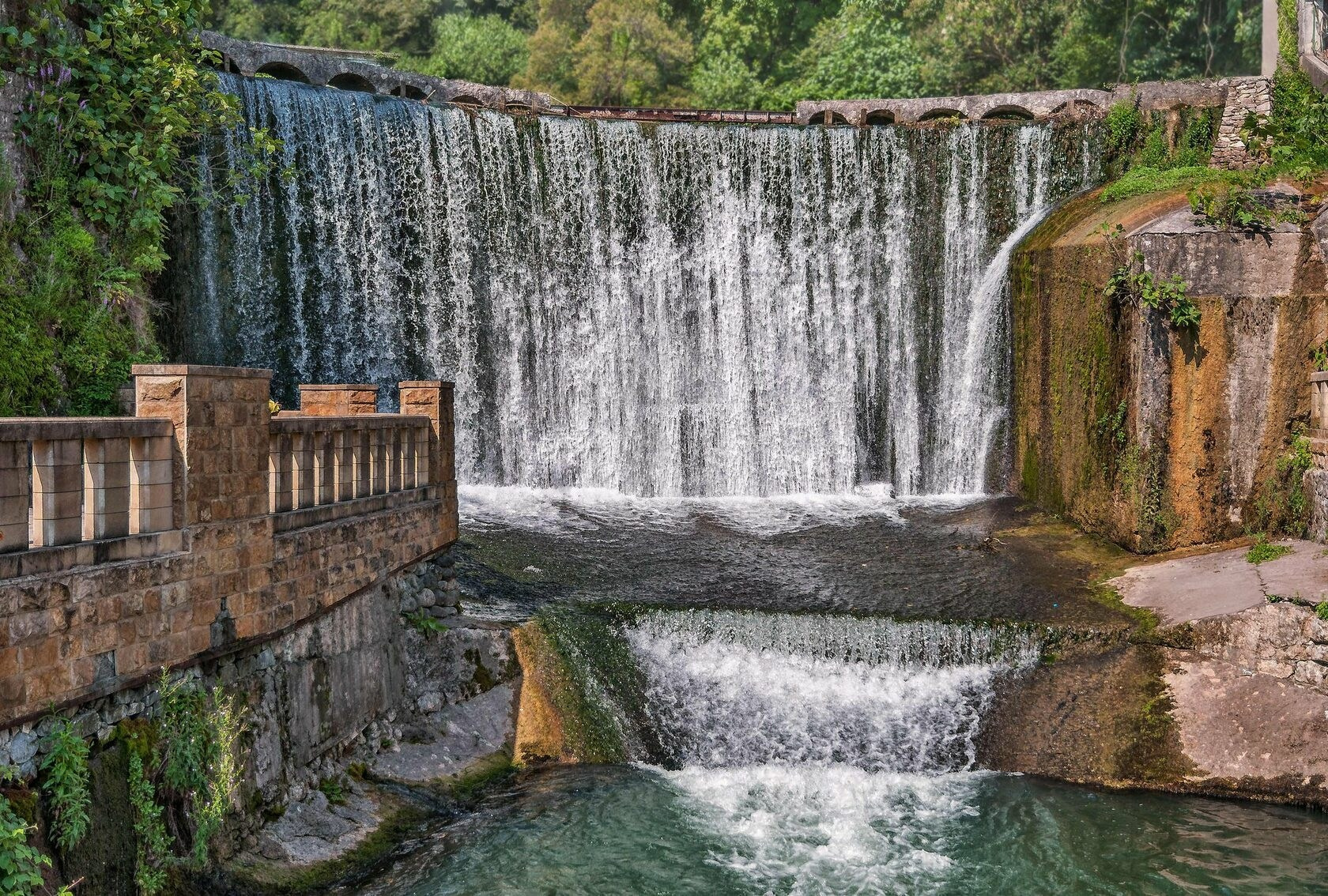 Абхазия. Мимоза. Ольга Котова