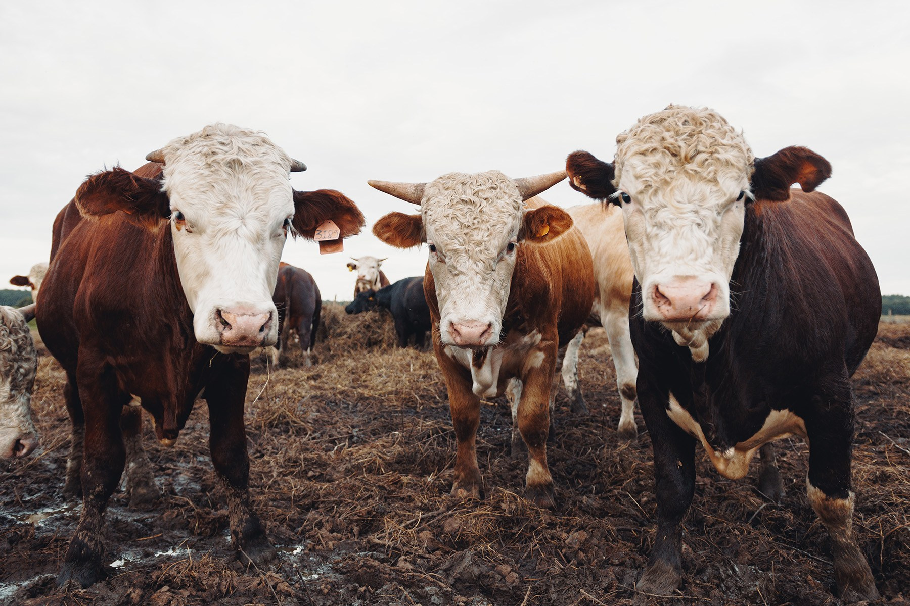 Экоферма «Измайловская»