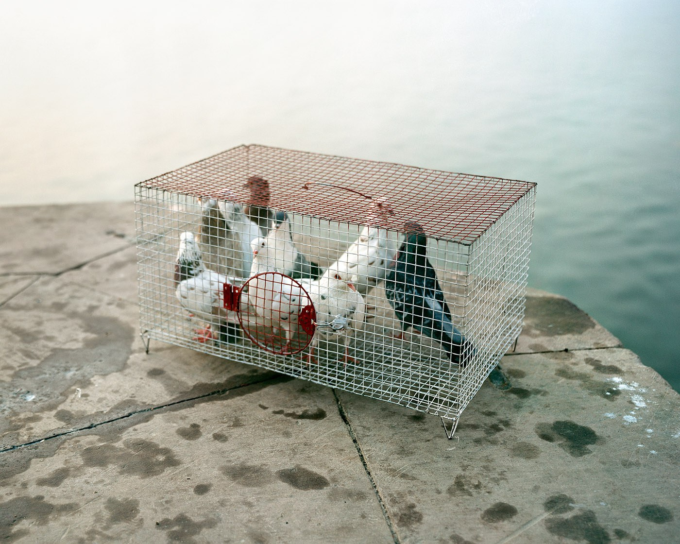 Проект Balazs Turos «The nature of things». Private image