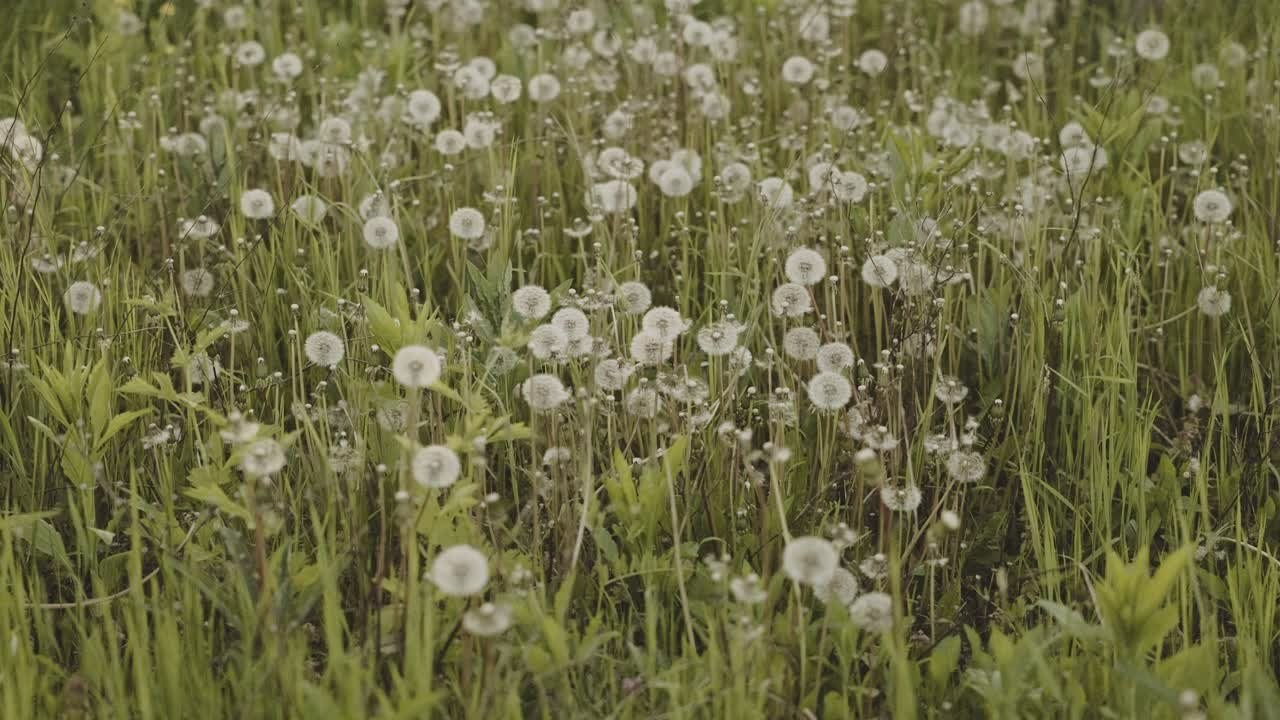Услуги видеографа. Свадебный фотограф в Краснодаре Татьяна Гура