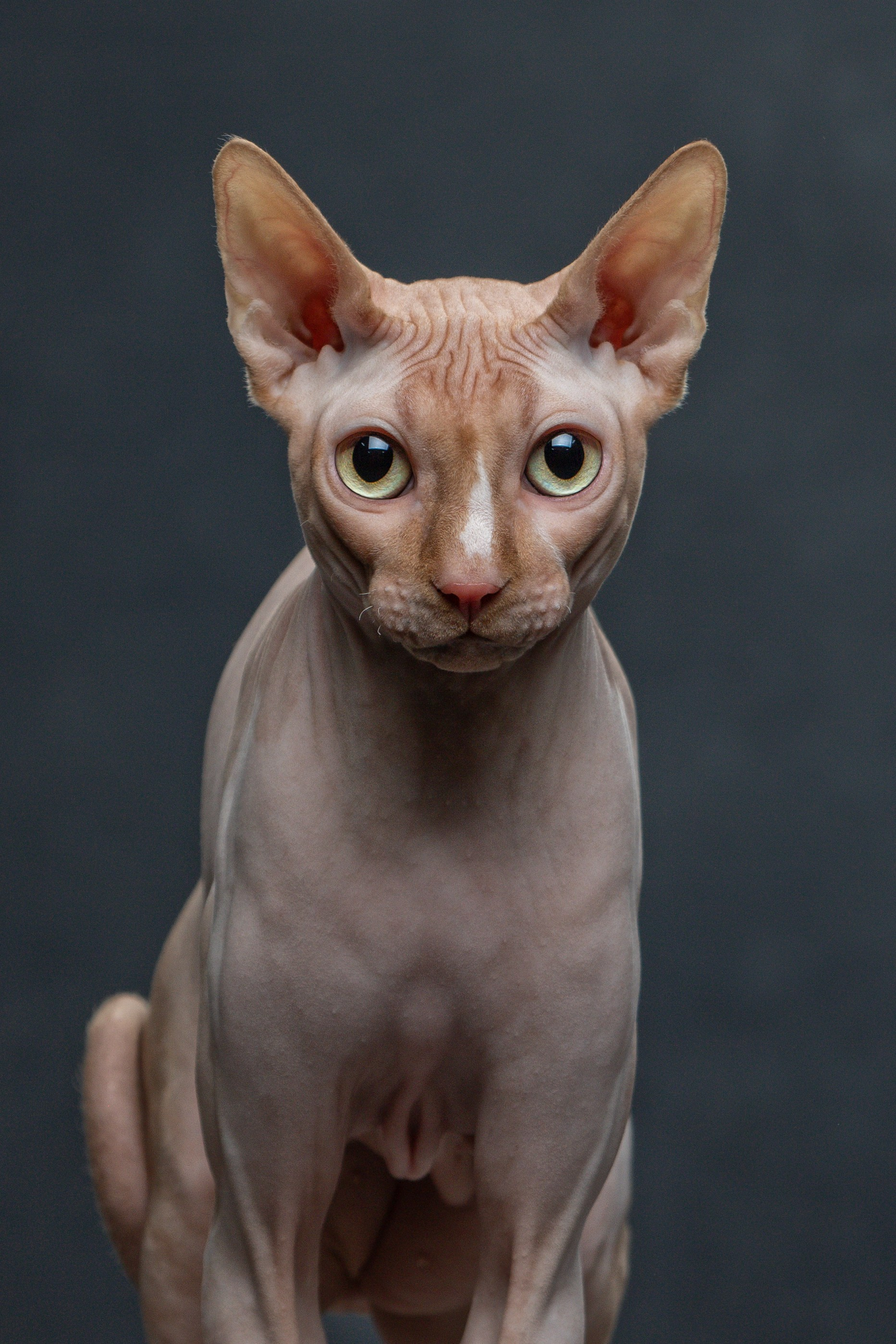 Отзывы. Фотограф-анималист Юлия Зубкова