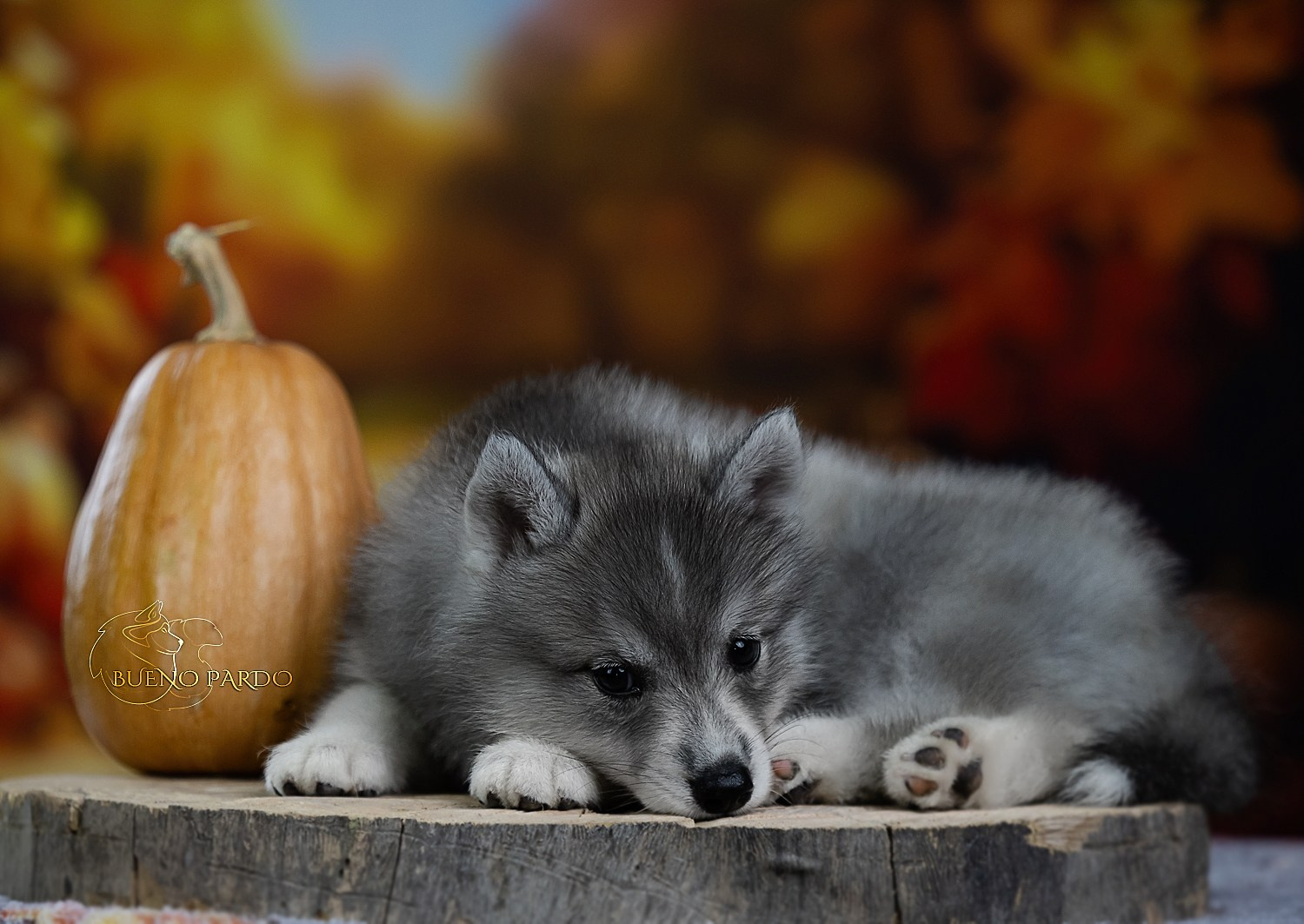 Щенки сибирского хаски из питомника. Питомник собак Акита, Хаски, Корги