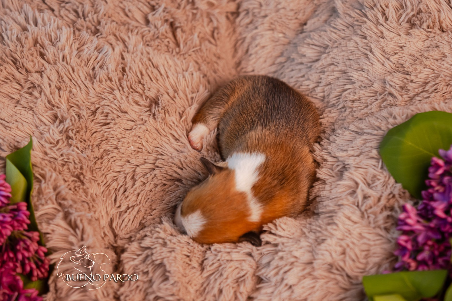 Щенки вельш корги пемброк из питомника. Питомник собак Акита, Хаски, Корги