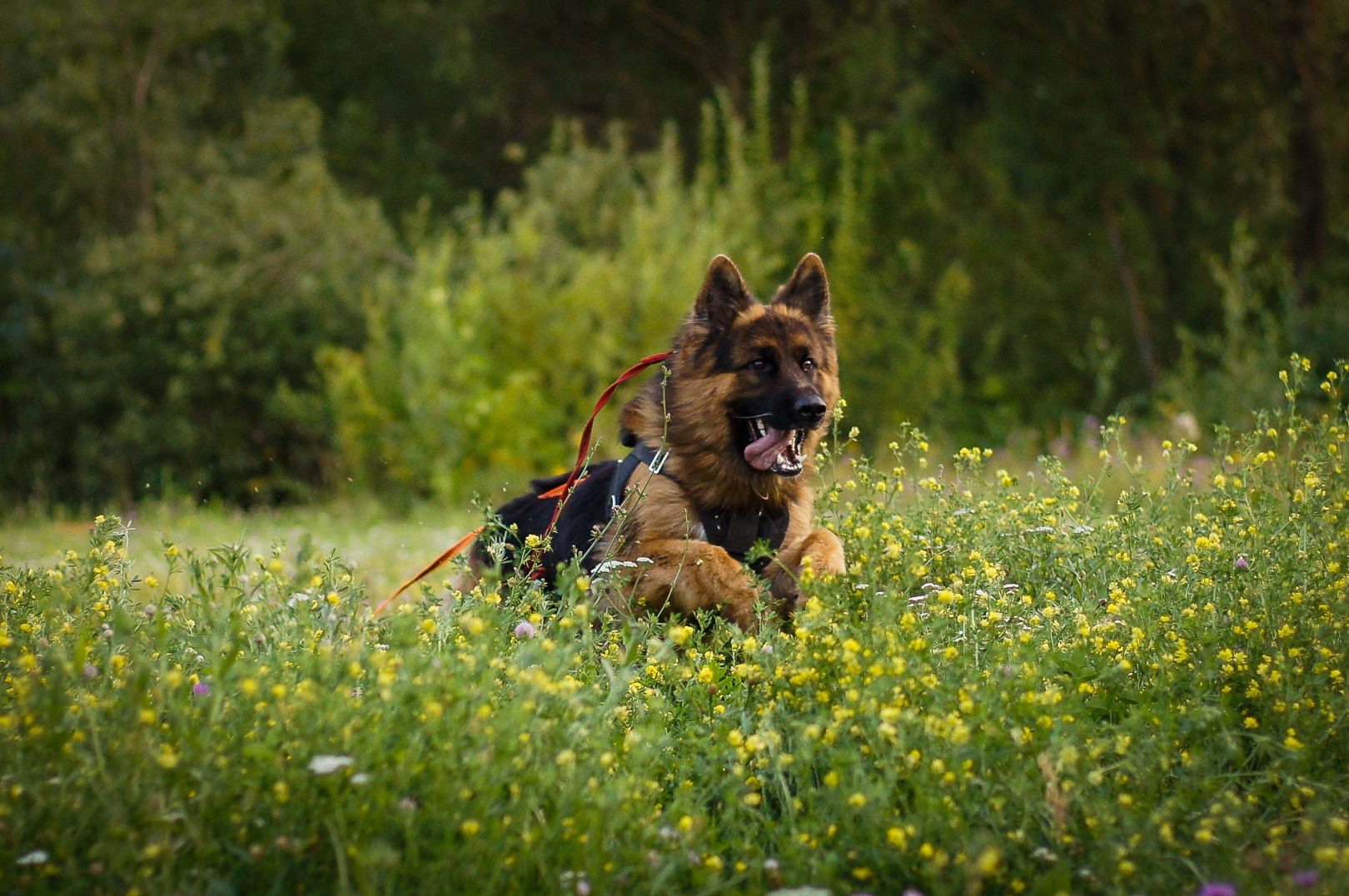 Репортажная съемка. Фотограф-анималист Нижний Новгород