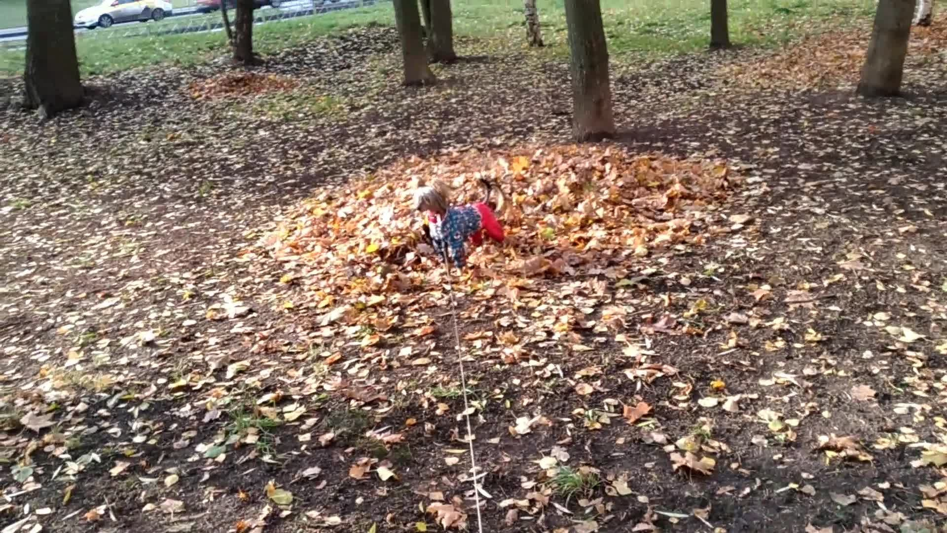 Адам на прогулке. Питомник китайских хохлатых собак Poale Ell: купить щенка