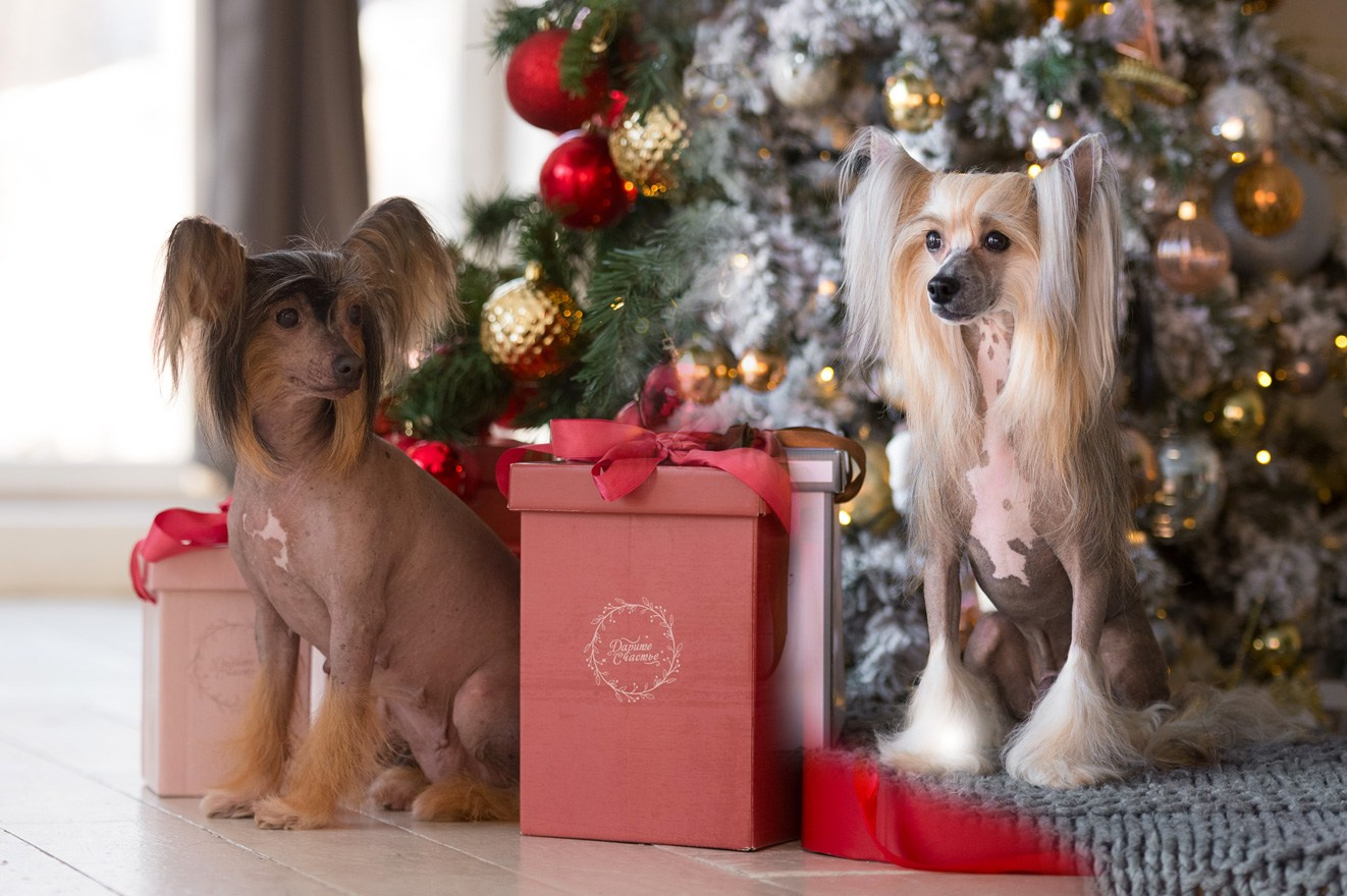 Litter B. Chinese Crested Dog Kennel Poale Ell