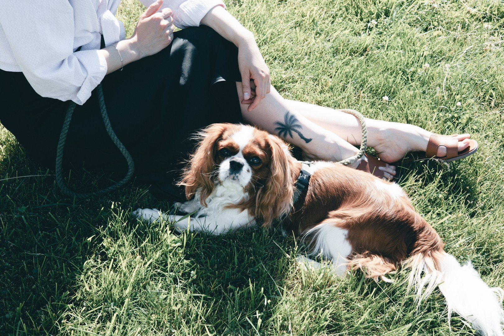 Dogs. Юлия Астра: Фотограф в Санкт-Петербурге. Снимаю женские портреты, уличные съёмки в Петербурге и людей с их собаками
