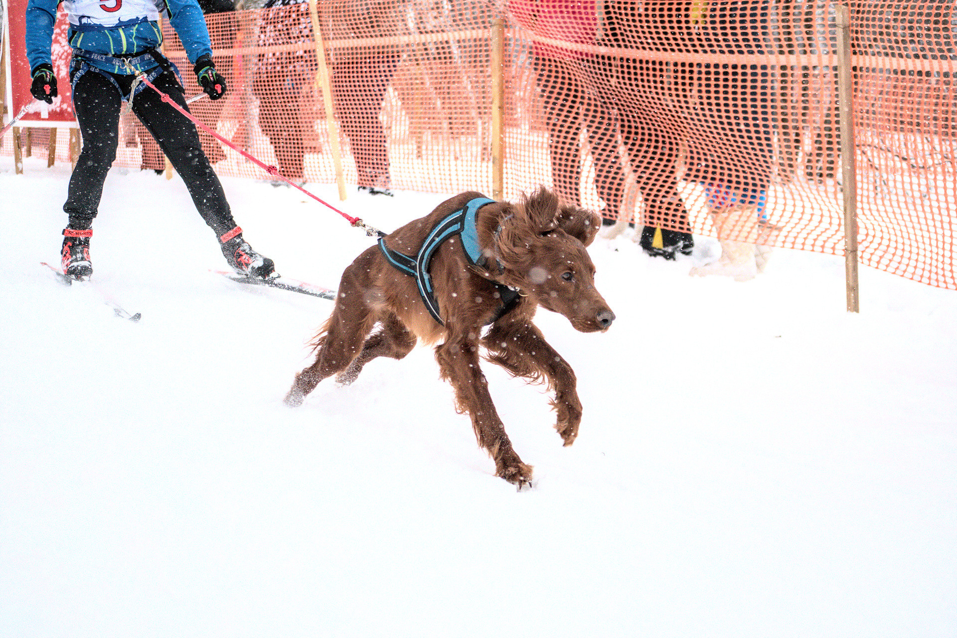 Каникросс. Бег с собаками собака тянет лыжника . Новосибирск Спортивная репортажная  фотография