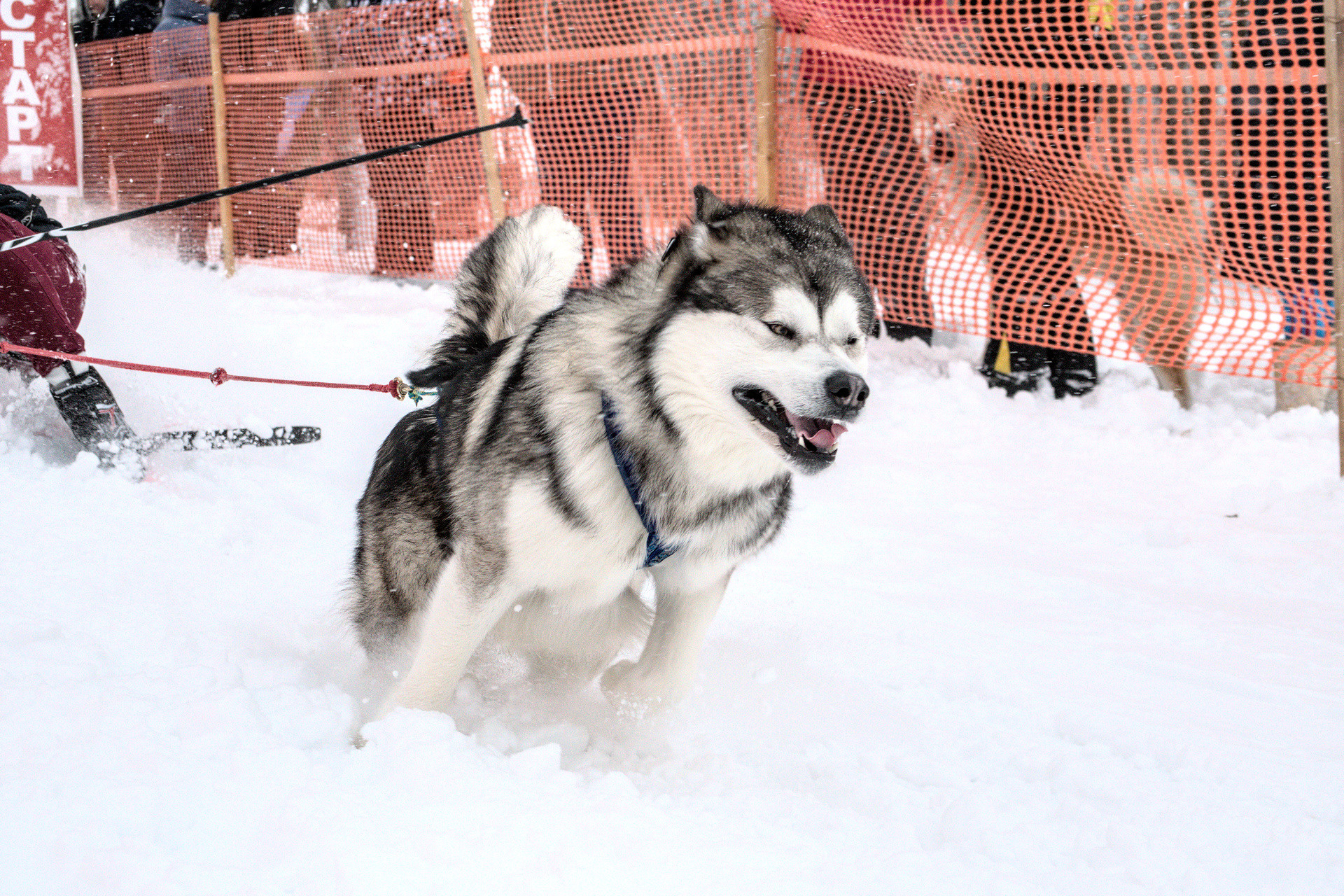 Каникросс. Бег с собаками тянущая собака . Новосибирск Спортивная репортажная  фотография