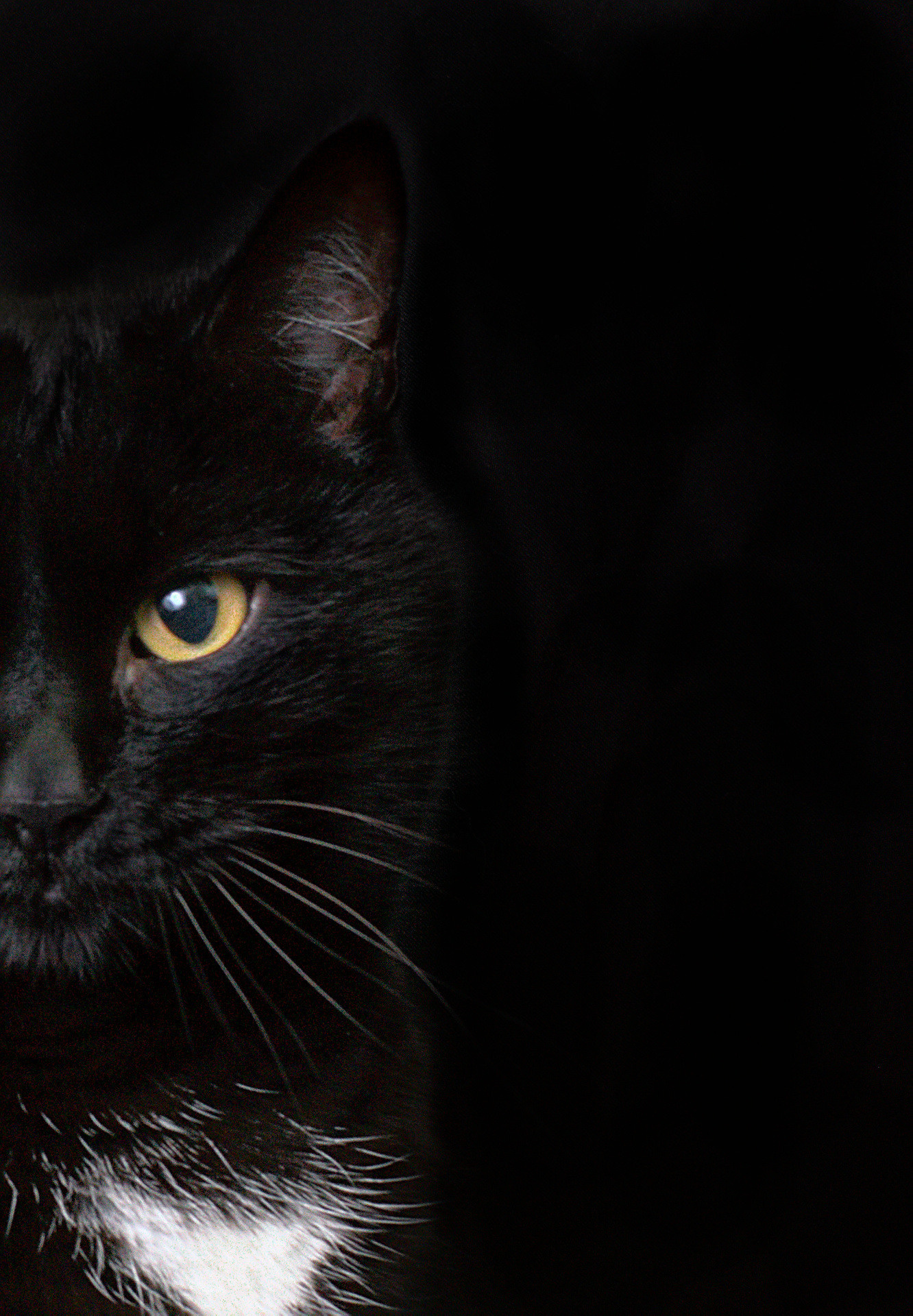 Фото портрет кошки на черном фоне. Новосибирск.