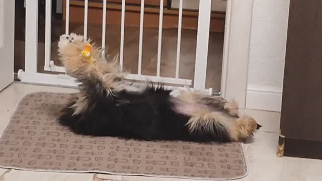 Нашей красавице Грэйсюше 7 месяцев. Питомник китайских хохлатых собак Poale Ell: купить щенка